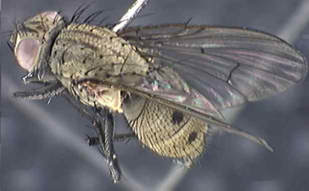 Helina 2